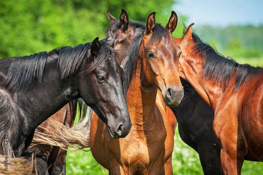 Group of young horses on the pasture Group of young horses on the pasture
