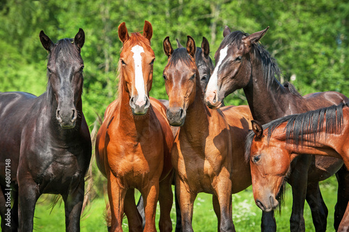 Fototapeta Naklejka Na Ścianę i Meble -  Group of young horses on the pasture