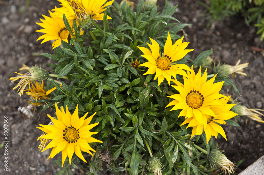 Yellow flowers in the summer on a sunny day. Yellow flowers in the summer on a sunny day.
