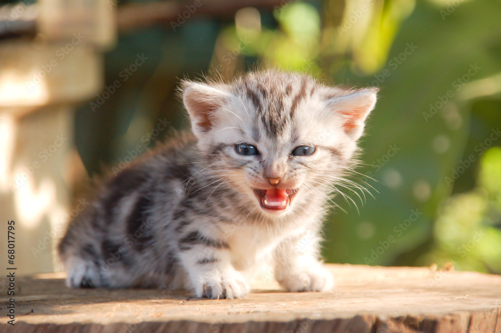 Little Cat Little Cat