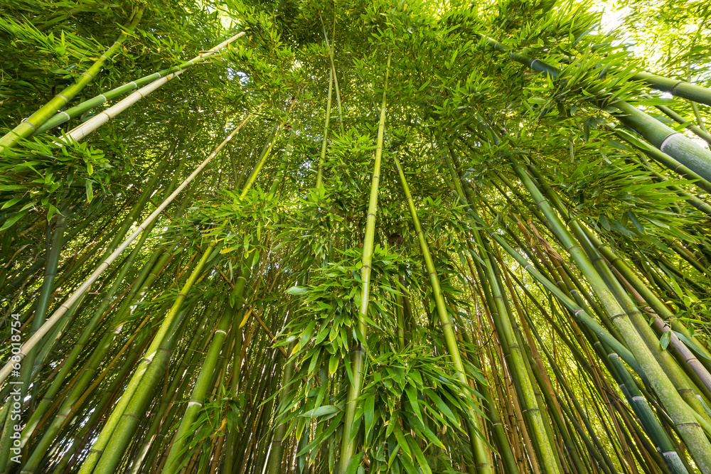 bamboo forest - fresh bamboo background bamboo forest - fresh bamboo background