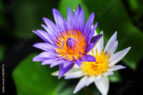 lotus in pond