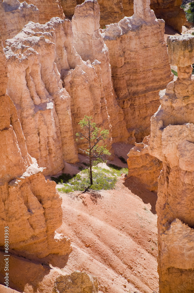 bryce canyon scene