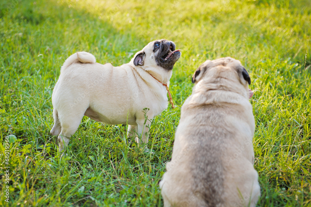Two pugs