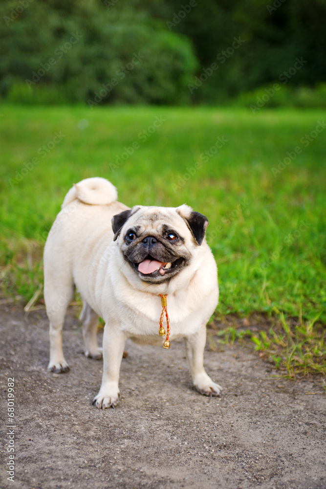 Funny Pug Funny Pug