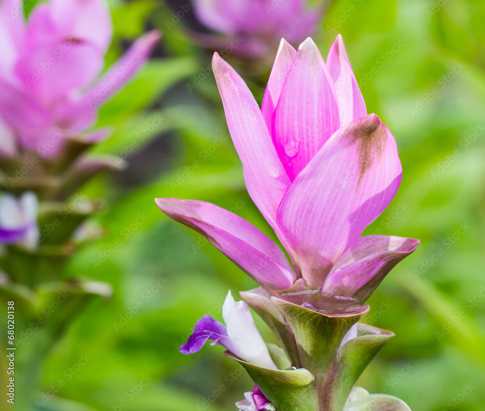 Siam tulip in the garden