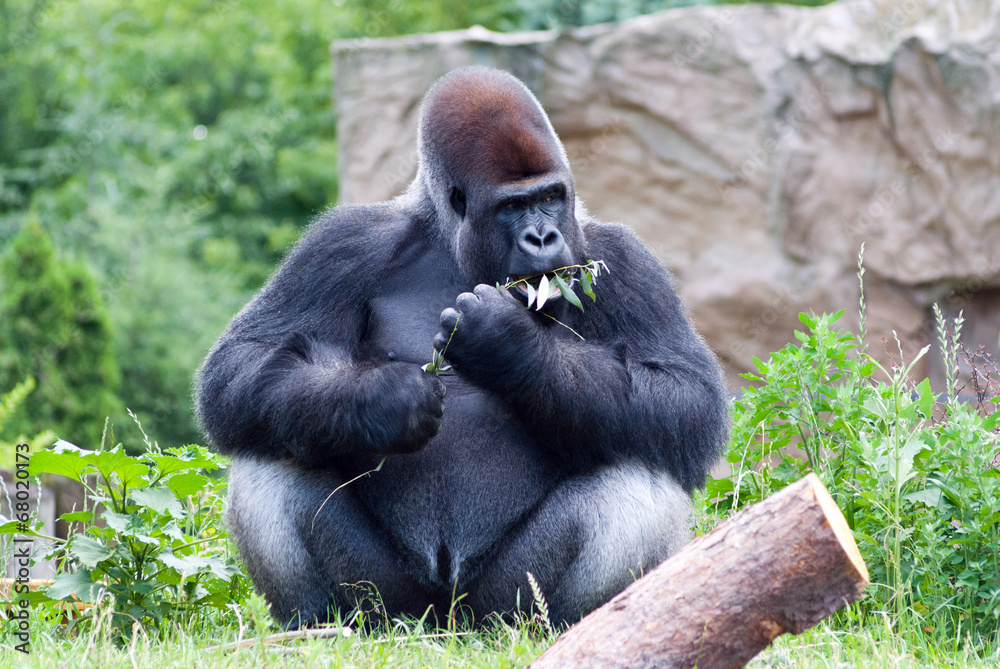 Fototapeta premium gorilla eats a branch