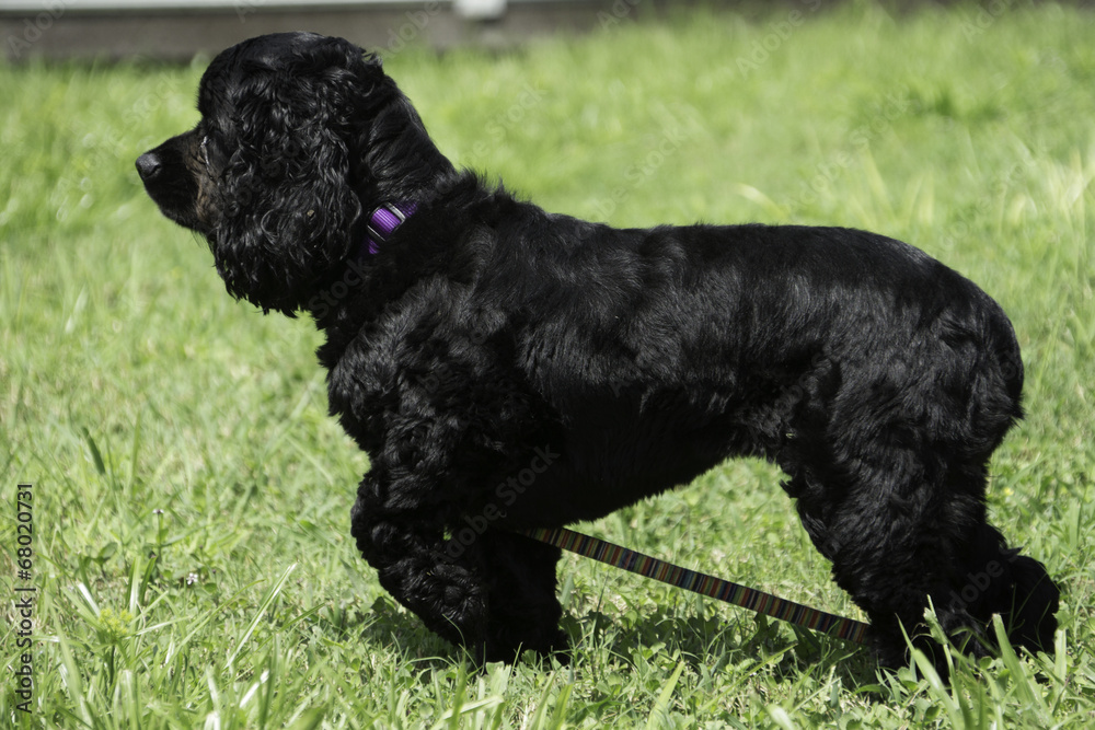 Cocker Spaniel Puppy on Grass Cocker Spaniel Puppy on Grass
