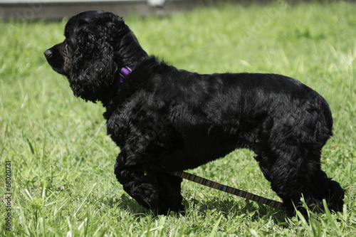 Fototapeta Naklejka Na Ścianę i Meble -  Cocker Spaniel Puppy on Grass
