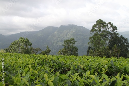 Teeplantage Sri Lanka vor Berg