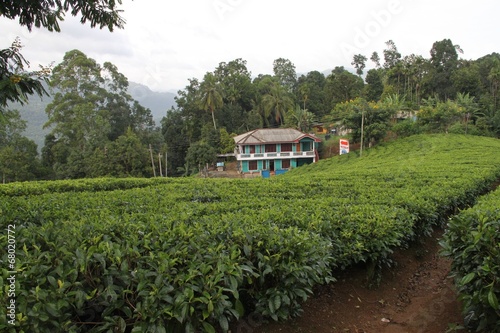 Teeplantage Sri Lanka mit Haus