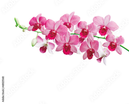 Orchids on white background with clipping path