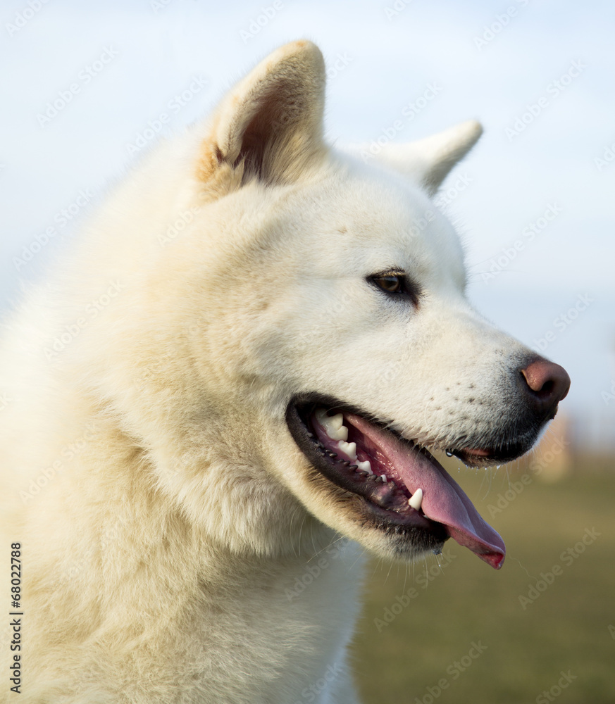 Portrait od white Akita Inu dog lying on grass