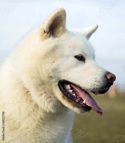 Portrait od white Akita Inu dog lying on grass