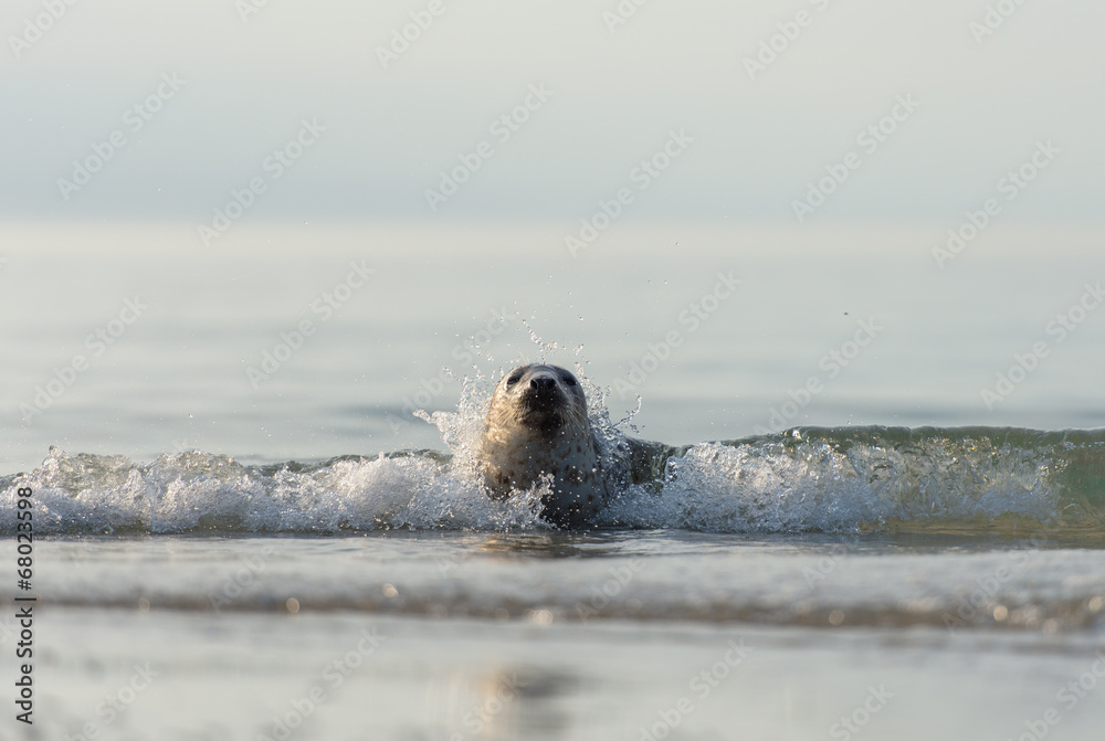Fototapeta premium Seehund am Strand von Helgoland