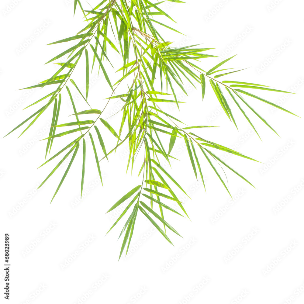 Green bamboo leaves on a white background Green bamboo leaves on a white background