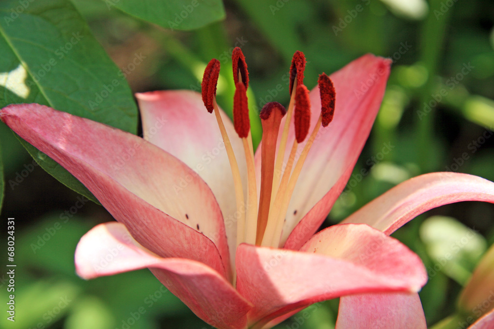 Fototapeta premium Lily