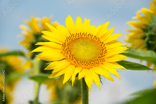 Close Up Sunflower