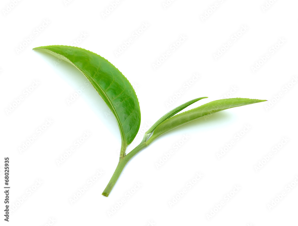 tea leaf isolated on white background