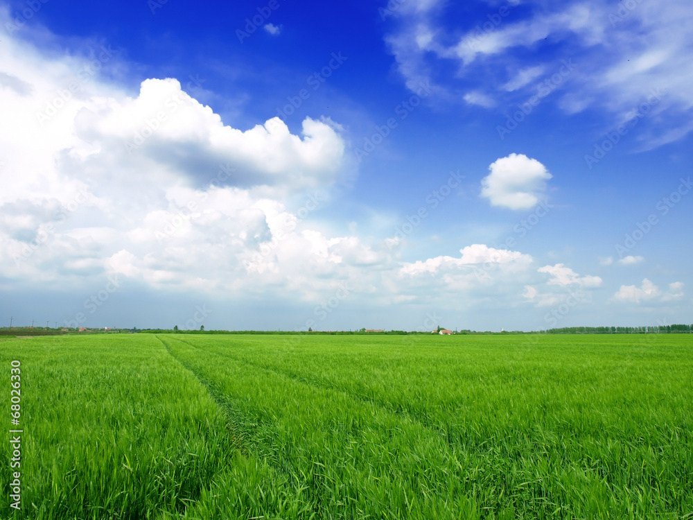 Wheat field against a blue sky