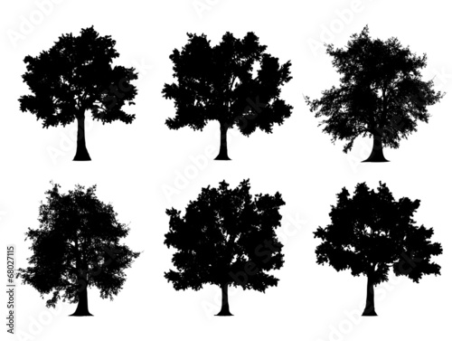 Tree silhouettes