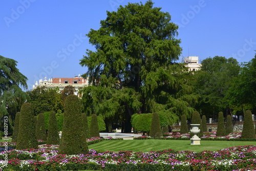 El ahuehuete del parterre del parque del Retiro. Madrid