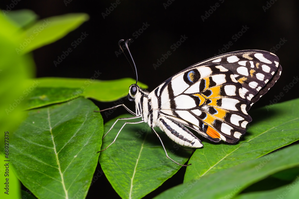 Lime butterfly Lime butterfly