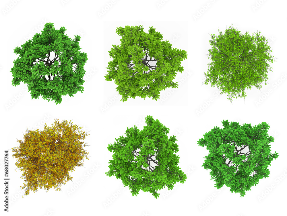 Tree tops isolated Tree tops isolated