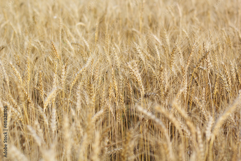Backdrop of ripening ears yellow wheat field Backdrop of ripening ears yellow wheat field