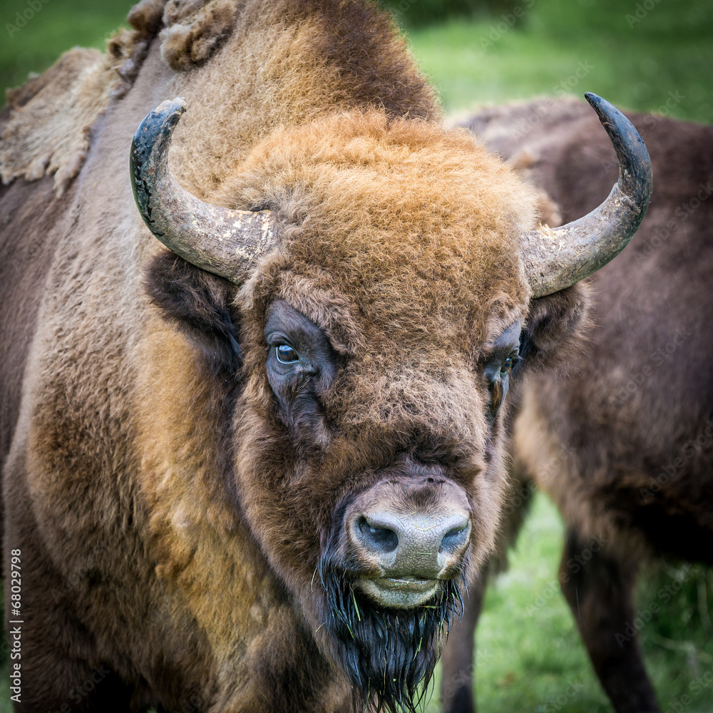 Buffalo, Scotland Buffalo, Scotland