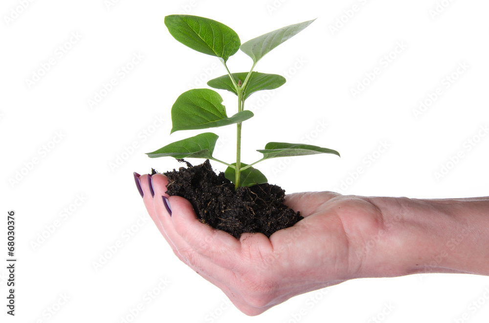 Life and growth concept with a human hand holding a green small Life and growth concept with a human hand holding a green small