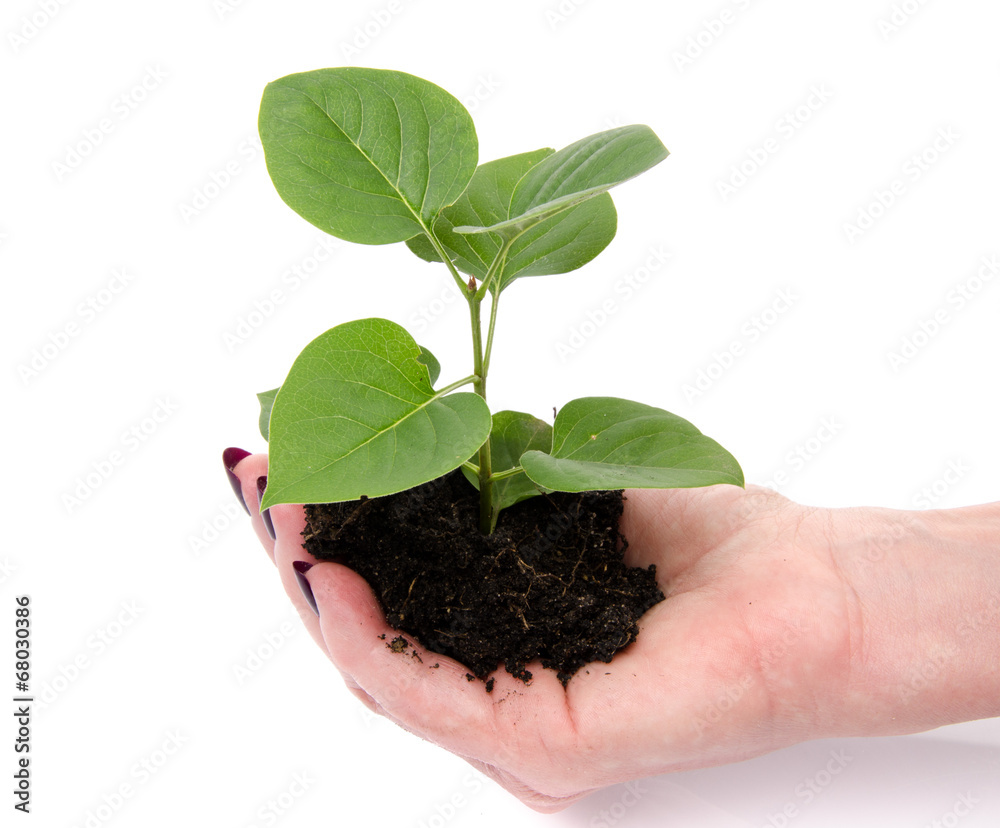 Life and growth concept with a human hand holding a green small Life and growth concept with a human hand holding a green small