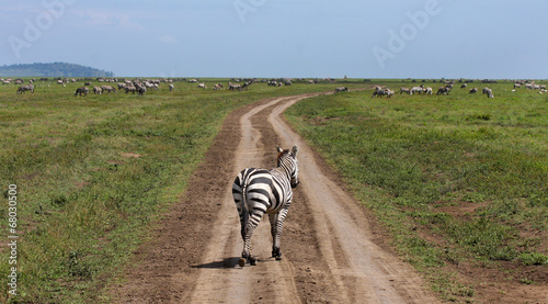 Serengeti grande migrazione