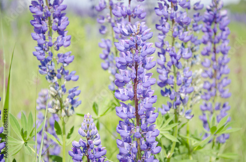 Field of lupine