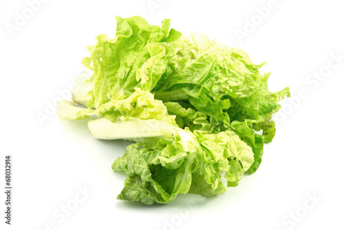 lettuce vegetable on a white background.