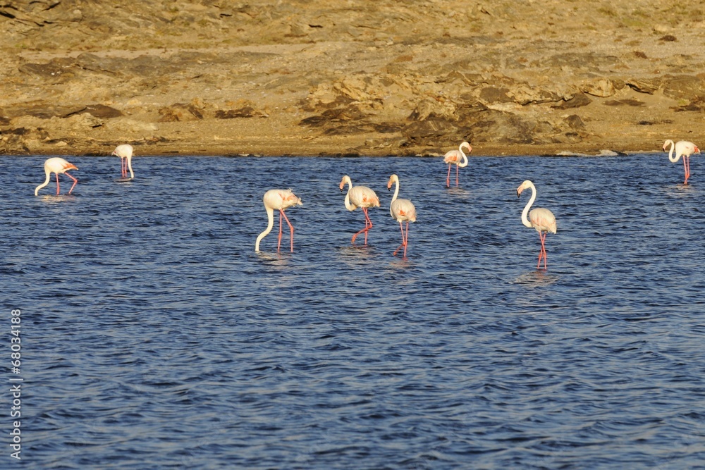 Flamingos (Phoenicopterus roseus)  auf der Lüderitz-Halbinsel