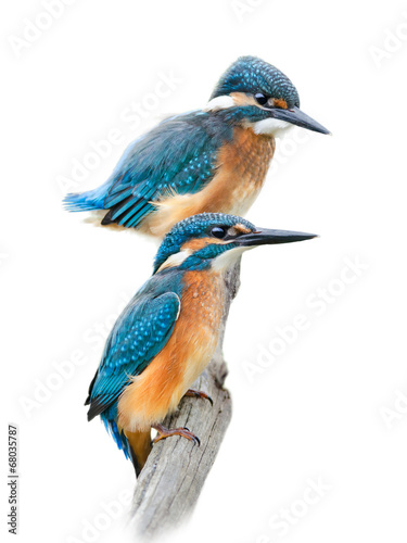 Kingfishers on Wnite Background