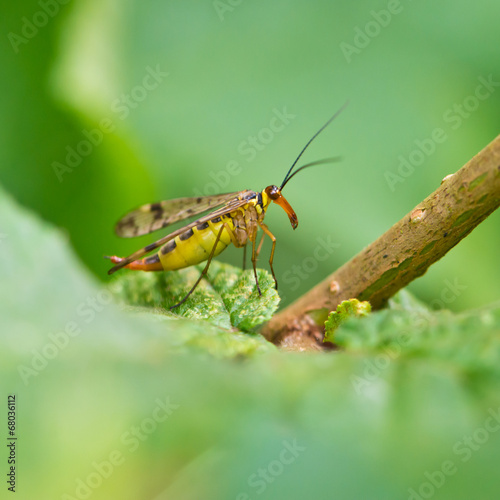 Scorpion fly Mecoptera Panorpa Panorpidae © mubus