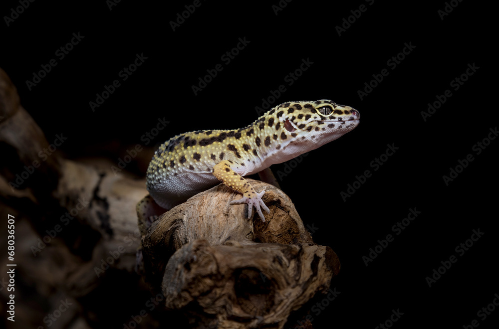 Naklejka premium Leopardengecko