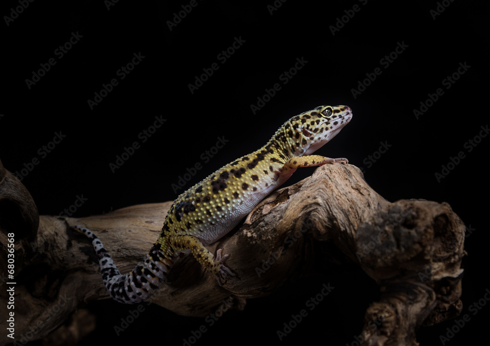 Fototapeta premium Leopardengecko