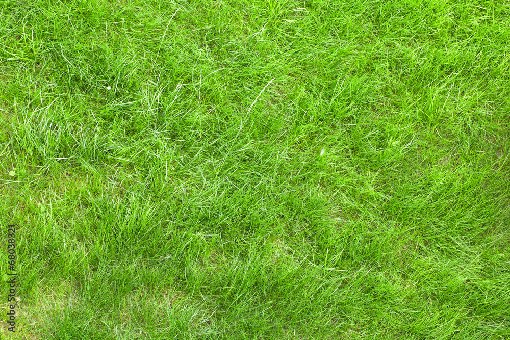 Green grass Green grass