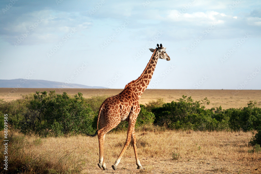 Obraz premium Girafe qui marche dans la savane