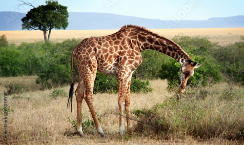 Girafe Masa   au Kenya