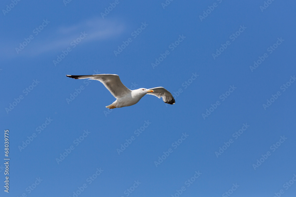 Larus Argentatus Larus Argentatus