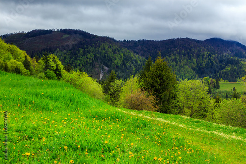 trees near valley in mountains