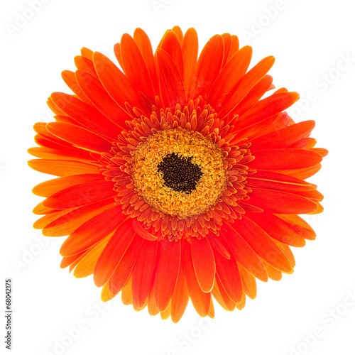 red gerbera flower head isolated on white