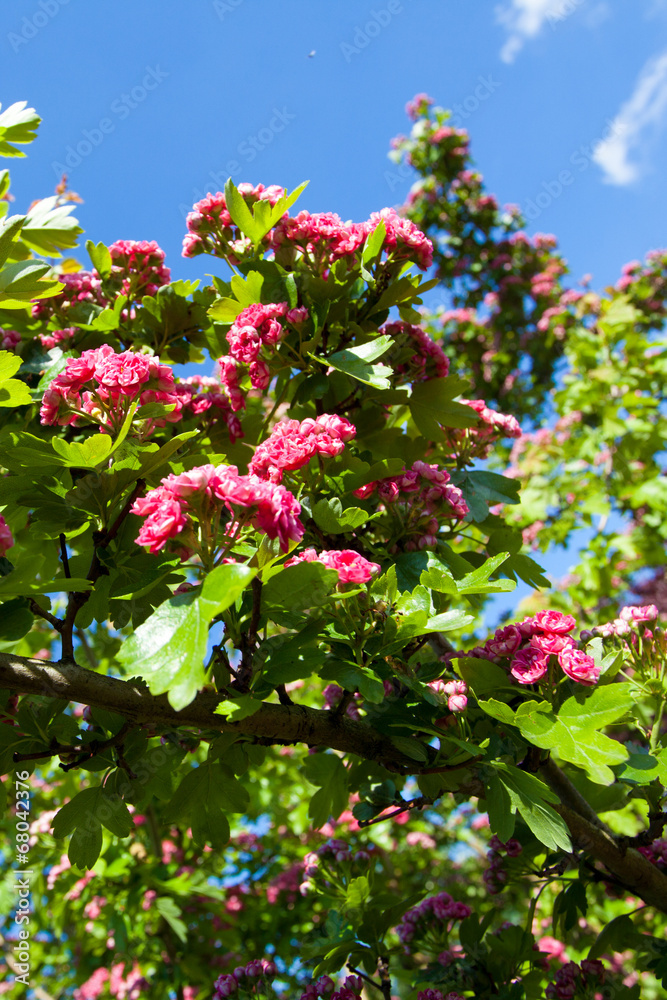 Bloosoming pink flowers of hawthorn tree Bloosoming pink flowers of hawthorn tree