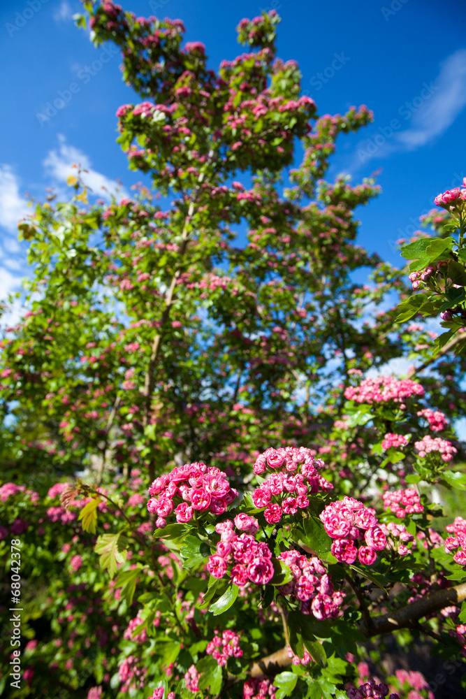 Bloosoming pink flowers of hawthorn tree Bloosoming pink flowers of hawthorn tree