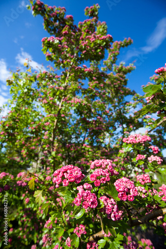 Fototapeta Naklejka Na Ścianę i Meble -  Bloosoming pink flowers of hawthorn tree