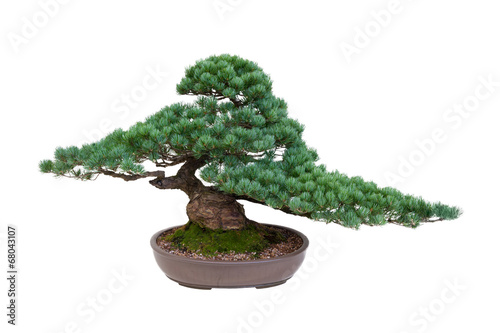 japanese white pine bonsai tree isolated